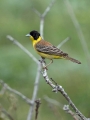 Crnoglavi_strnad_Black_headed_bunting_Emberiza_melanocephala_Strnadi_Emberizidae_10.jpg