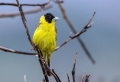 Crnoglavi_strnad_Black_headed_bunting_Emberiza_melanocephala_Strnadi_Emberizidae_11.jpg