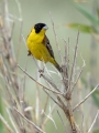 Crnoglavi_strnad_Black_headed_bunting_Emberiza_melanocephala_Strnadi_Emberizidae_12.jpg