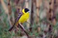 Crnoglavi_strnad_Black_headed_bunting_Emberiza_melanocephala_Strnadi_Emberizidae_13.jpg