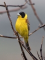 Crnoglavi_strnad_Black_headed_bunting_Emberiza_melanocephala_Strnadi_Emberizidae_14.jpg