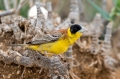 Crnoglavi_strnad_Black_headed_bunting_Emberiza_melanocephala_Strnadi_Emberizidae_15.jpg