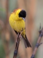 Crnoglavi_strnad_Black_headed_bunting_Emberiza_melanocephala_Strnadi_Emberizidae_16.jpg