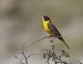 Crnoglavi_strnad_Black_headed_bunting_Emberiza_melanocephala_Strnadi_Emberizidae_2.jpg