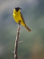 Crnoglavi_strnad_Black_headed_bunting_Emberiza_melanocephala_Strnadi_Emberizidae_5.jpg