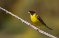 Crnoglavi_strnad_Black_headed_bunting_Emberiza_melanocephala_Strnadi_Emberizidae_6.jpg