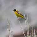Crnoglavi_strnad_Black_headed_bunting_Emberiza_melanocephala_Strnadi_Emberizidae_7.jpg
