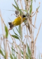 Crnoglavi_strnad_Black_headed_bunting_Emberiza_melanocephala_Strnadi_Emberizidae_8.jpg