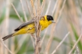Crnoglavi_strnad_Black_headed_bunting_Emberiza_melanocephala_Strnadi_Emberizidae_9.jpg