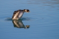 Crnovrati_ponirek_Black_necked_grebePonirki_Podicipedidae_19.jpg