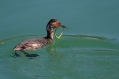 Crnovrati_ponirek_Black_necked_grebePonirki_Podicipedidae_34.jpg