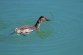 Crnovrati_ponirek_Black_necked_grebePonirki_Podicipedidae_37.jpg