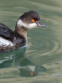 Crnovrati_ponirek_Black_necked_grebePonirki_Podicipedidae_43.jpg