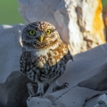 Cuk_Little_owl_Athene_noctura_Sove_Strigidae_10.jpg