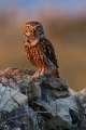 Cuk_Little_owl_Athene_noctura_Sove_Strigidae_17.jpg