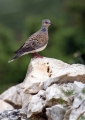 Divja_grlica_Turtle_dove_12.jpg