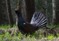 Divji_petelin_Capercaillie_12.jpg