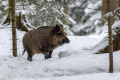Divji_prasic_wild_boar_17.jpg