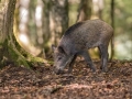 Divji_prasic_wild_boar_19.jpg