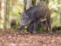 Divji_prasic_wild_boar_22.jpg