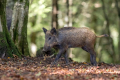 Divji_prasic_wild_boar_23.jpg