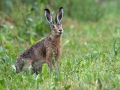 Divji_zajec_Rabbit_07.jpg