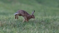 Divji_zajec_Rabbit_21.jpg