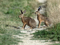 Divji_zajec_Rabbit_24~0.jpg
