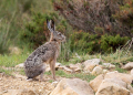 Divji_zajec_Rabbit_25~0.jpg