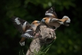 Dlesk_Hawfinch_Coccothraustes_Coccothraustes_Scinkavci_Fringillidae_35.jpg