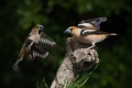 Dlesk_Hawfinch_Coccothraustes_Coccothraustes_Scinkavci_Fringillidae_39.jpg