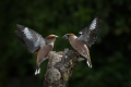 Dlesk_Hawfinch_Coccothraustes_Coccothraustes_Scinkavci_Fringillidae_43.jpg