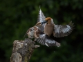 Dlesk_Hawfinch_Coccothraustes_Coccothraustes_Scinkavci_Fringillidae_44.jpg