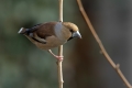 Dlesk_Hawfinch_Coccothraustes_Coccothraustes_Scinkavci_Fringillidae_45.jpg