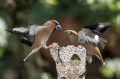 Dlesk_Hawfinch_Coccothraustes_Coccothraustes_Scinkavci_Fringillidae_46.jpg