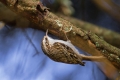 Dolgoprsti_plezalcek_Treecreeper_Certhia_familiaris_Drevesni_plezalcki_Certhiidae_04.jpg