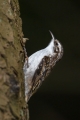 Dolgoprsti_plezalcek_Treecreeper_Certhia_familiaris_Drevesni_plezalcki_Certhiidae_08~0.jpg