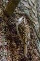 Dolgoprsti_plezalcek_Treecreeper_Certhia_familiaris_Drevesni_plezalcki_Certhiidae_12.jpg