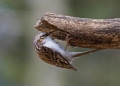 Dolgoprsti_plezalcek_Treecreeper_Certhia_familiaris_Drevesni_plezalcki_Certhiidae_13.jpg