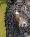 Dolgoprsti_plezalcek_Treecreeper_Certhia_familiaris_Drevesni_plezalcki_Certhiidae_15.jpg