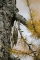 Dolgoprsti_plezalcek_Treecreeper_Certhia_familiaris_Drevesni_plezalcki_Certhiidae_16.jpg