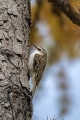 Dolgoprsti_plezalcek_Treecreeper_Certhia_familiaris_Drevesni_plezalcki_Certhiidae_17.jpg