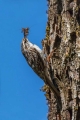 Dolgoprsti_plezalcek_Treecreeper_Certhia_familiaris_Drevesni_plezalcki_Certhiidae_18.jpg