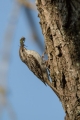 Dolgoprsti_plezalcek_Treecreeper_Certhia_familiaris_Drevesni_plezalcki_Certhiidae_19.jpg