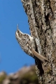 Dolgoprsti_plezalcek_Treecreeper_Certhia_familiaris_Drevesni_plezalcki_Certhiidae_22.jpg