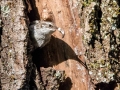 Dolgoprsti_plezalcek_Treecreeper_Certhia_familiaris_Drevesni_plezalcki_Certhiidae_23.jpg