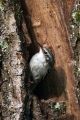 Dolgoprsti_plezalcek_Treecreeper_Certhia_familiaris_Drevesni_plezalcki_Certhiidae_25.jpg