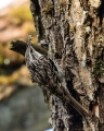Dolgoprsti_plezalcek_Treecreeper_Certhia_familiaris_Drevesni_plezalcki_Certhiidae_26.jpg