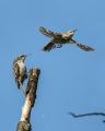Dolgoprsti_plezalcek_Treecreeper_Certhia_familiaris_Drevesni_plezalcki_Certhiidae_27.jpg