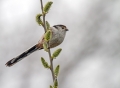 Dolgorepka_Long_tailed_tit_06.jpg